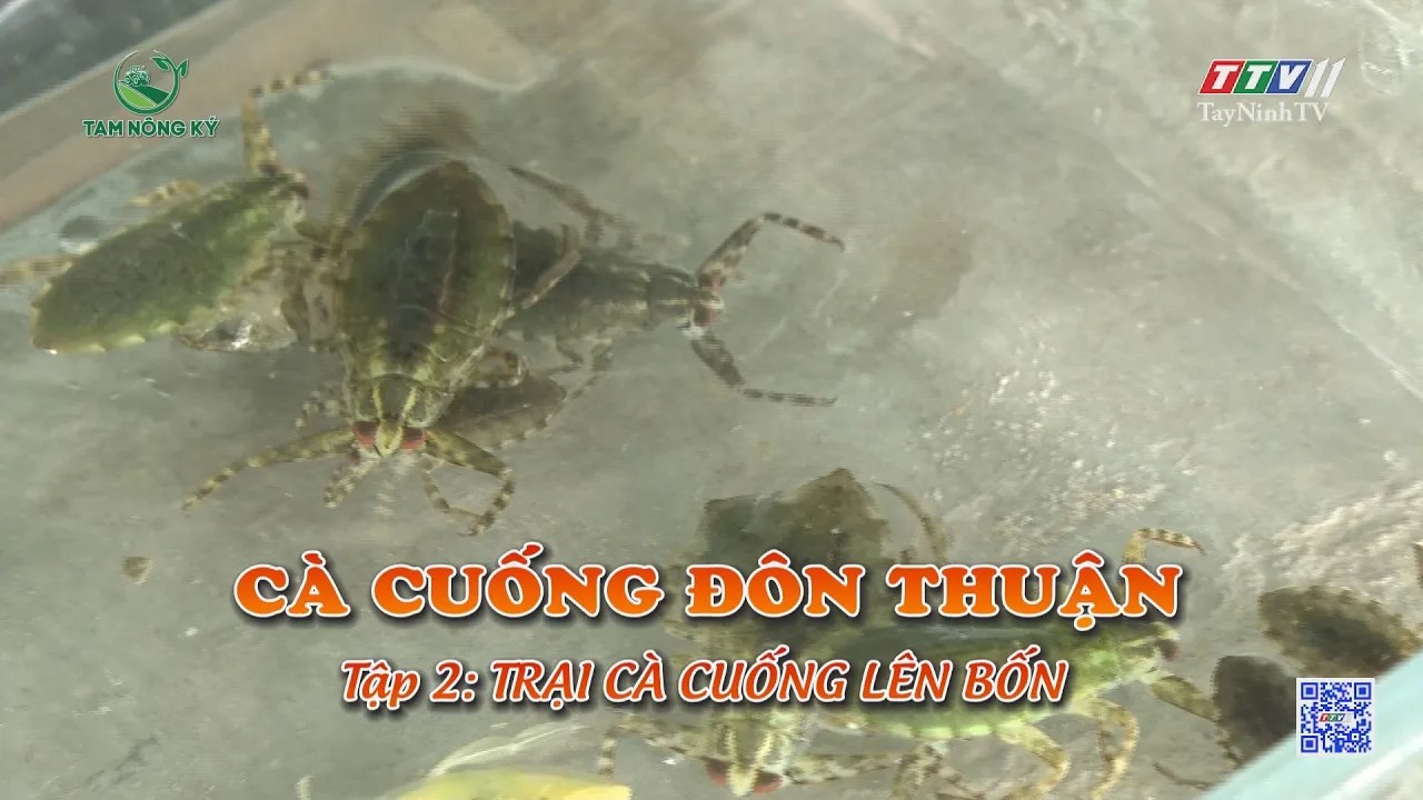 Cà cuống Đôn Thuận - Tập 2: Trại cà cuống lên bốn | TAM NÔNG KÝ | TayNinhTV